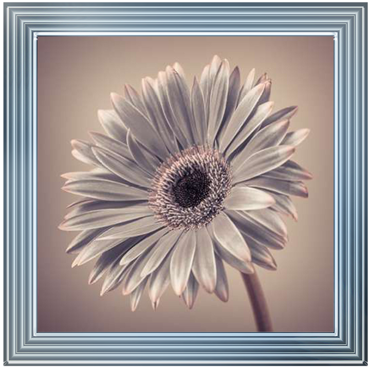 FL014 Pink Gerbera 2