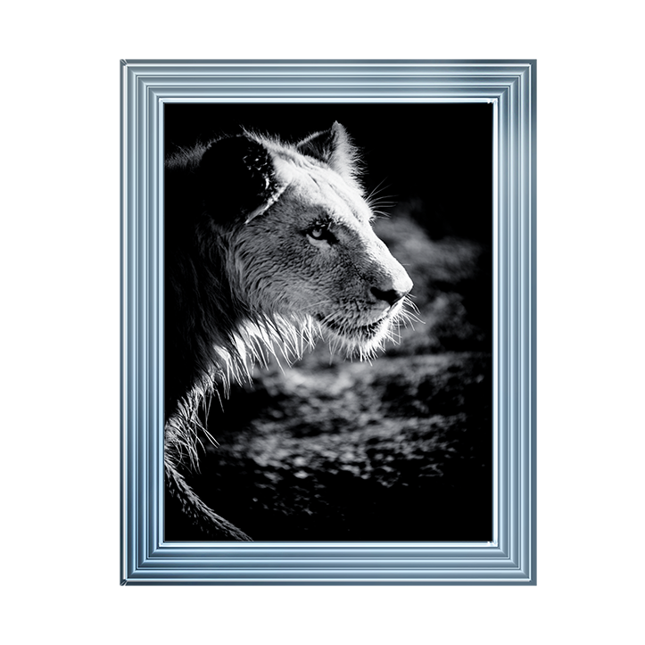 Male Lion III
