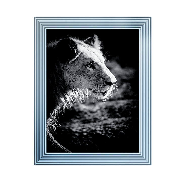 Male Lion III