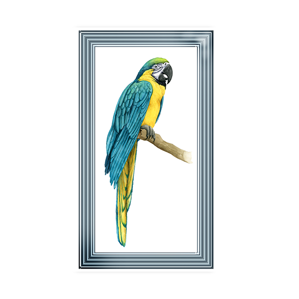 Teal Macaw I