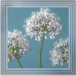 FL043 Three Alliums