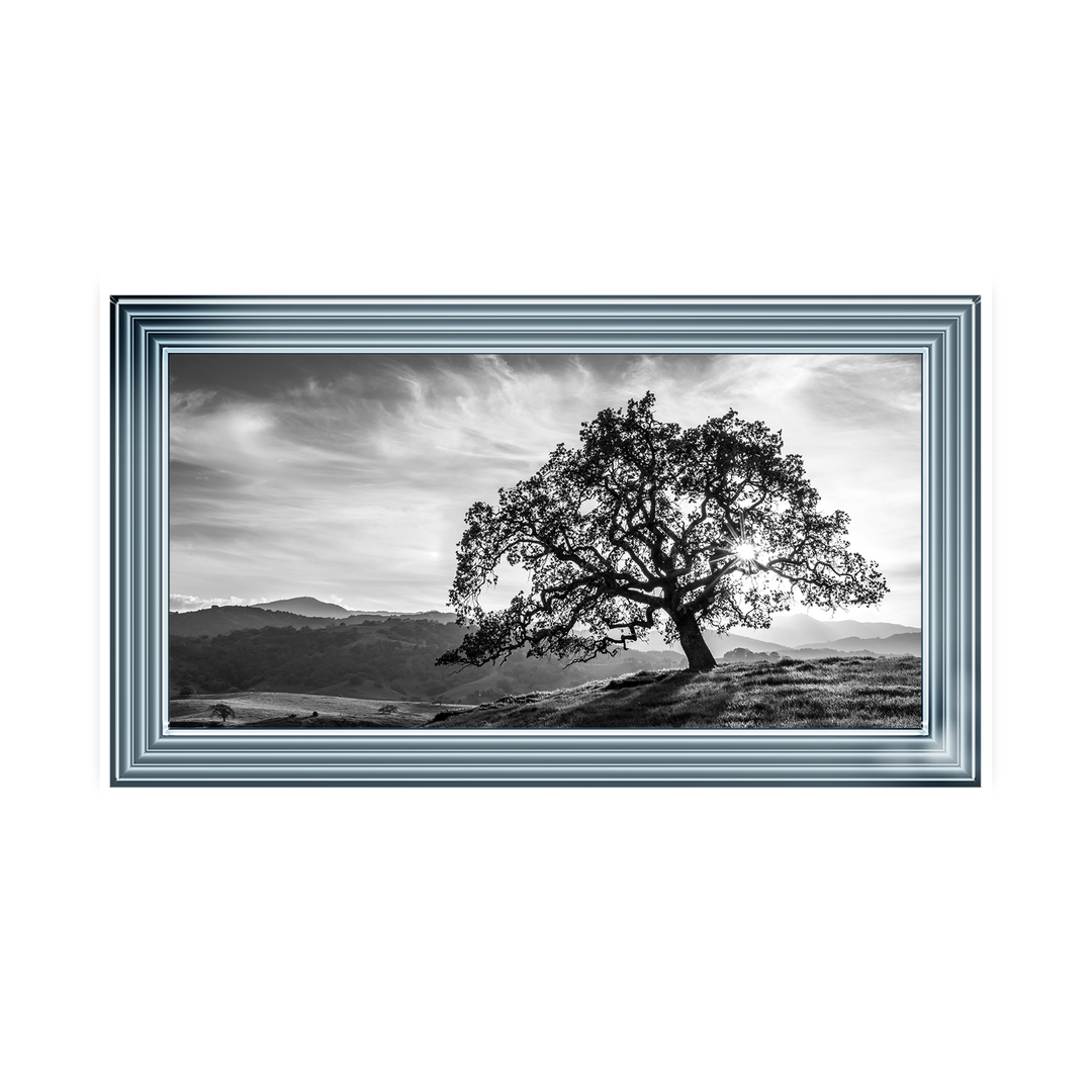 Lone tree black and white