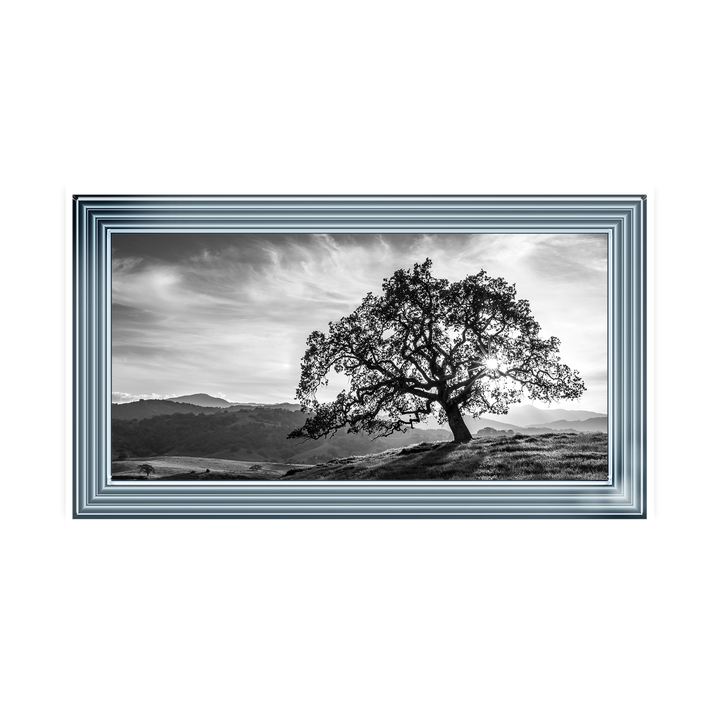 Lone tree black and white