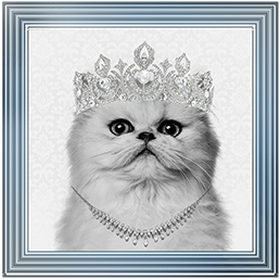 Cat AN057