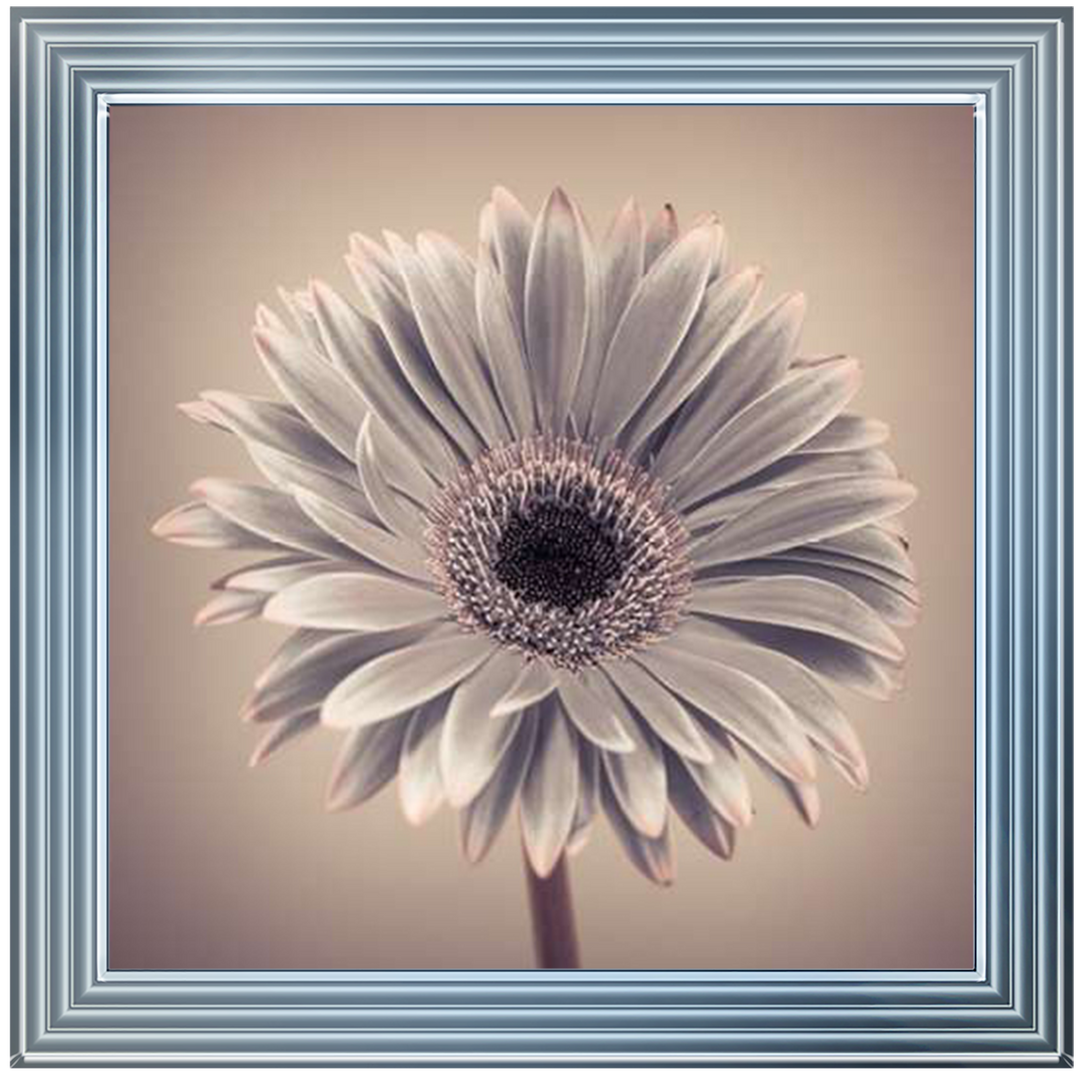 FL013 Pink Gerbera 1