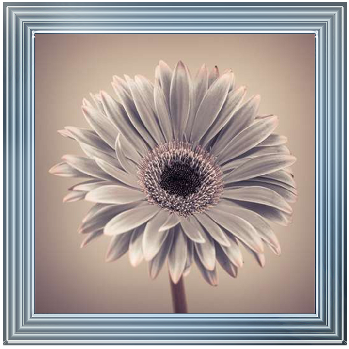 FL013 Pink Gerbera 1