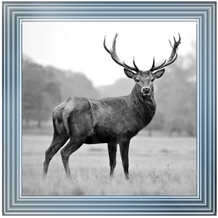 AN007 Proud Deer