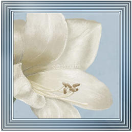 FL017 White amaryllis I