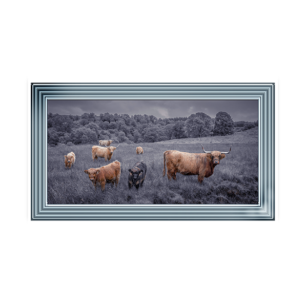 Highland Cows Black & White