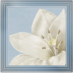 FL018 White amaryllis II