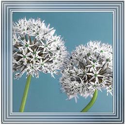 Two Allium flowers