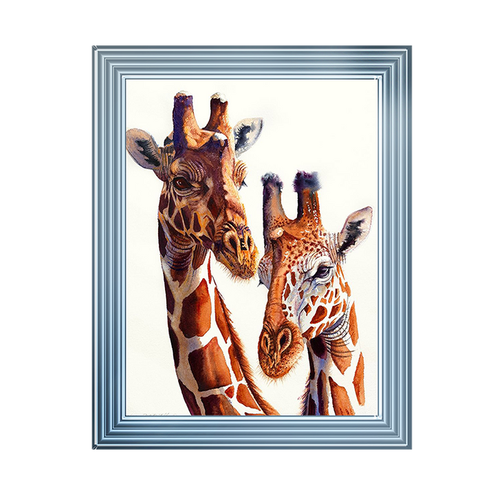 Safari Giraffes