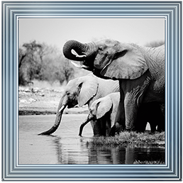 AN037 Namibia Elephants