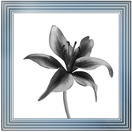 FL012 Lily
