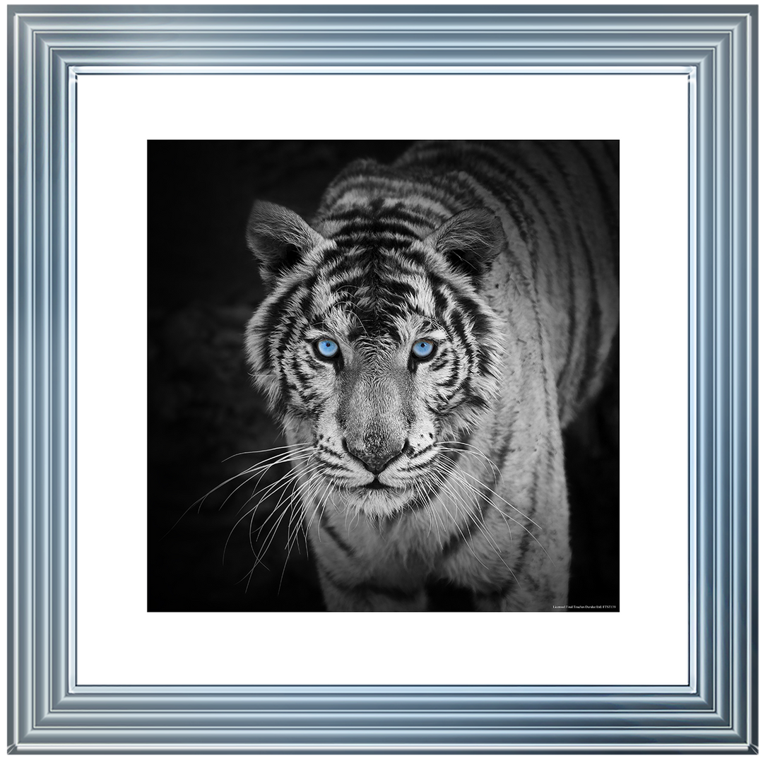 AN001 Blue Eyes Tiger