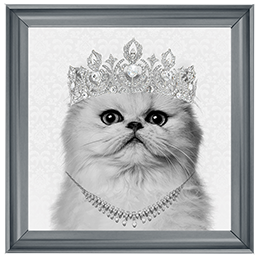 Cat AN057