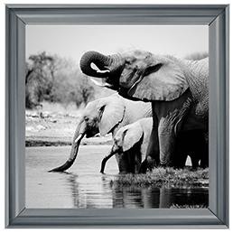 AN037 Namibia Elephants