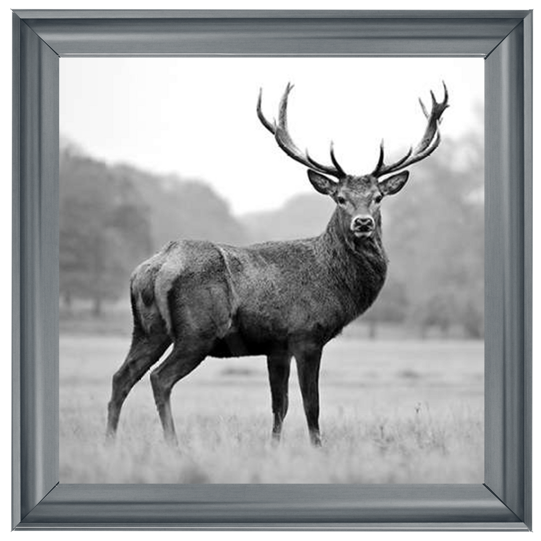 AN007 Proud Deer
