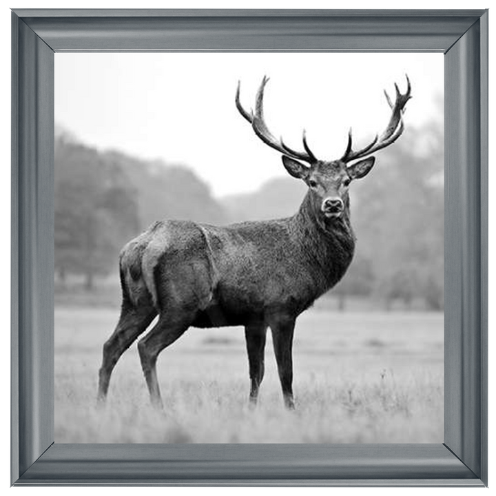 AN007 Proud Deer