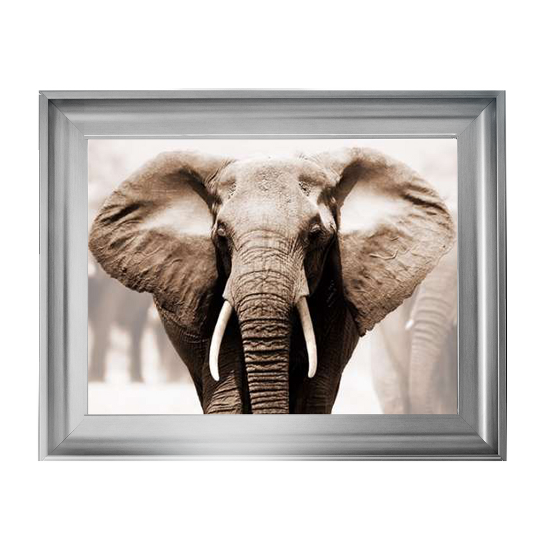 AN071 African Elephant