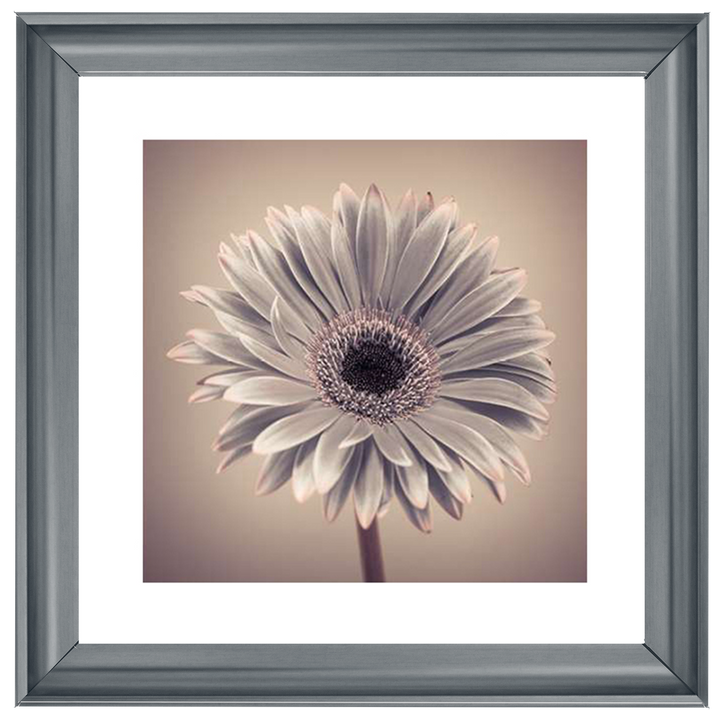 FL013 Pink Gerbera 1