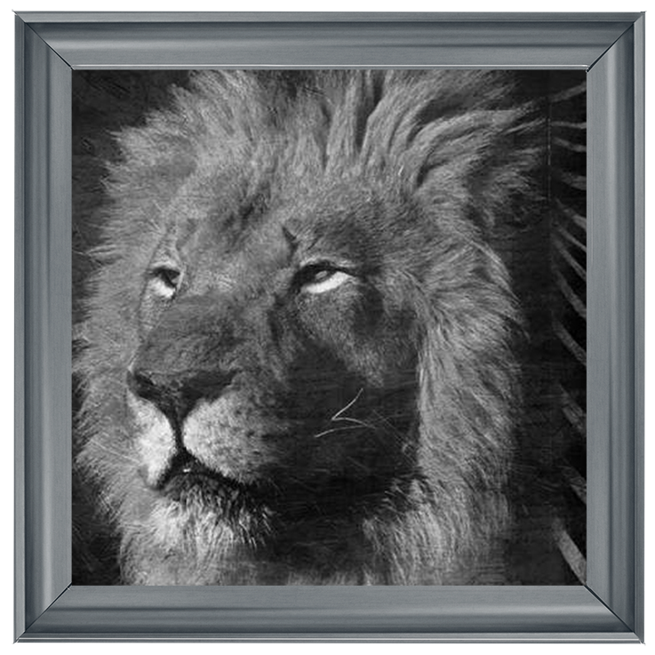 AN047 Animal Instincts Black And White