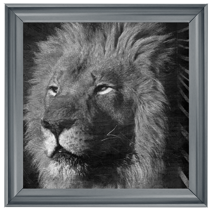 AN047 Animal Instincts Black And White