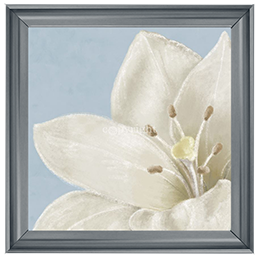 FL018 White amaryllis II