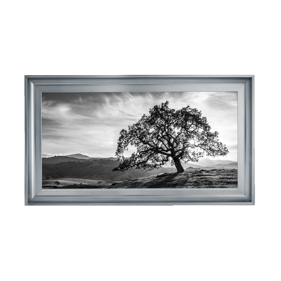 Lone tree black and white