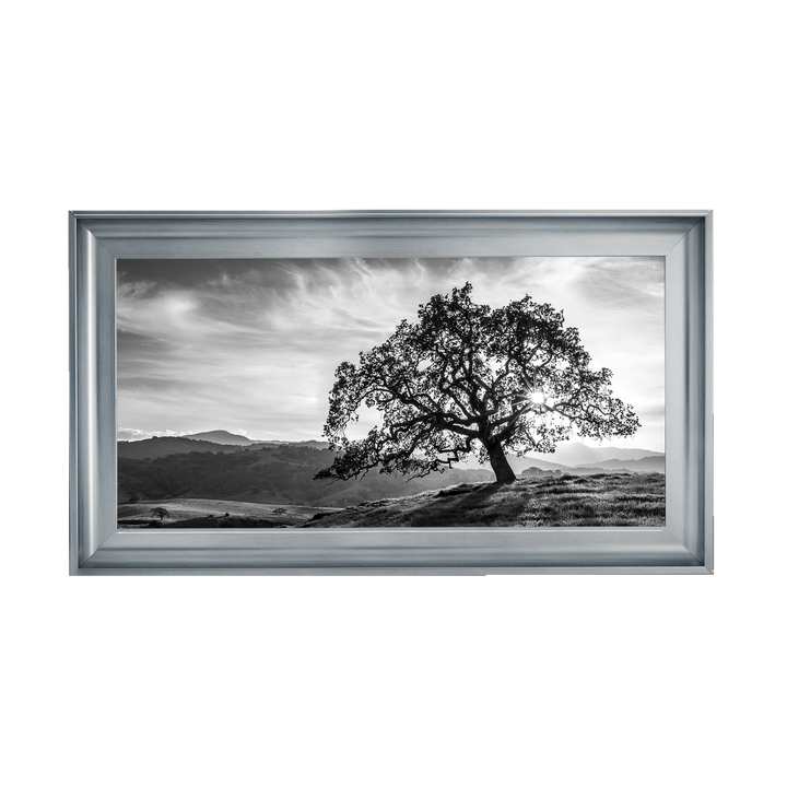 Lone tree black and white