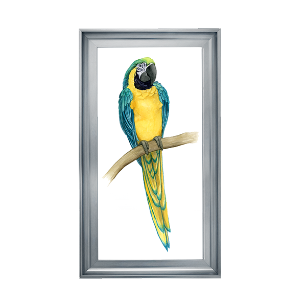 Teal Macaw II