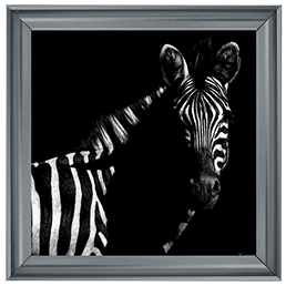Wildlife Scratchboards IV