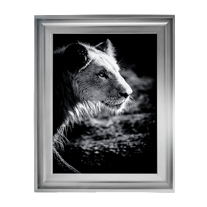 Male Lion III