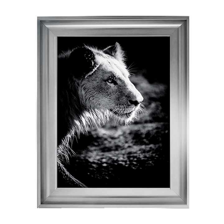 Male Lion III