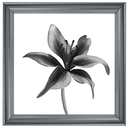 FL012 Lily