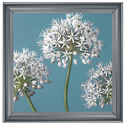 FL043 Three Alliums