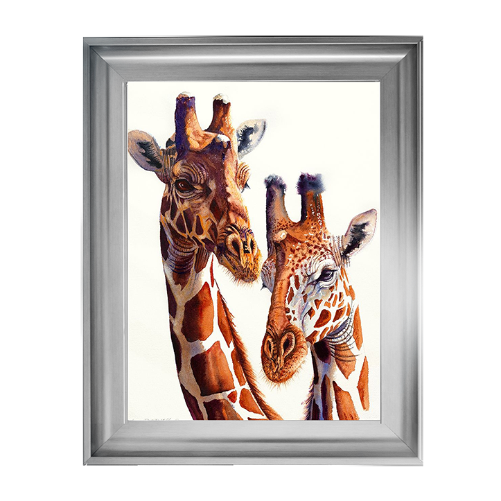 Safari Giraffes