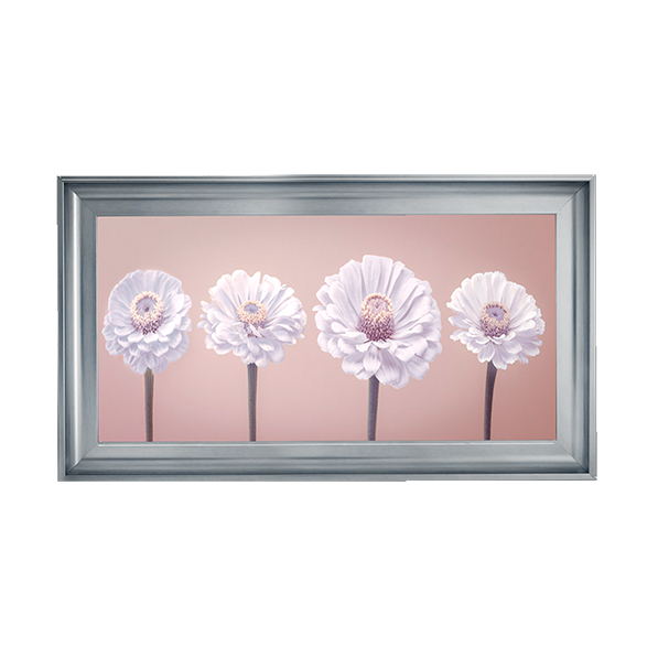 Four Zinnias in a row nude pink
