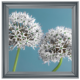 Two Allium flowers