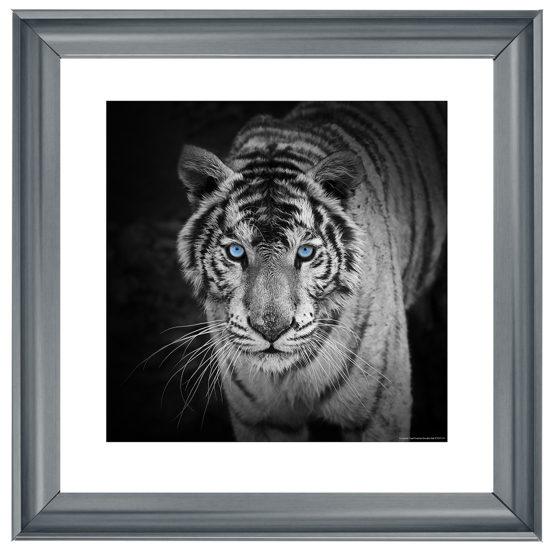 AN001 Blue Eyes Tiger