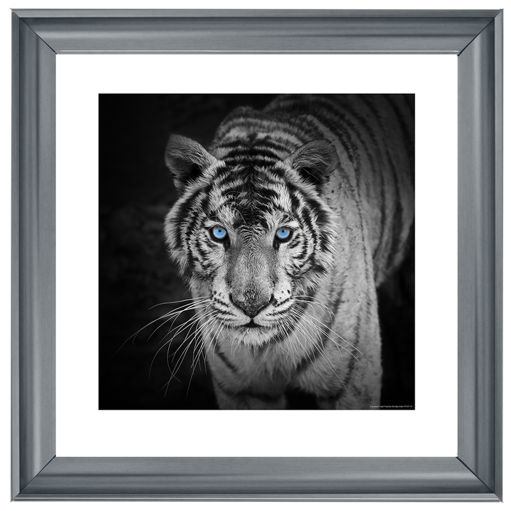 AN001 Blue Eyes Tiger