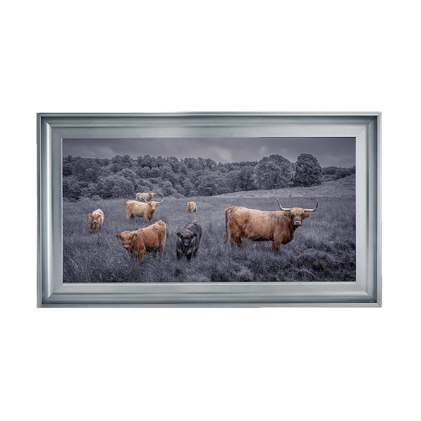 Highland Cows Black & White