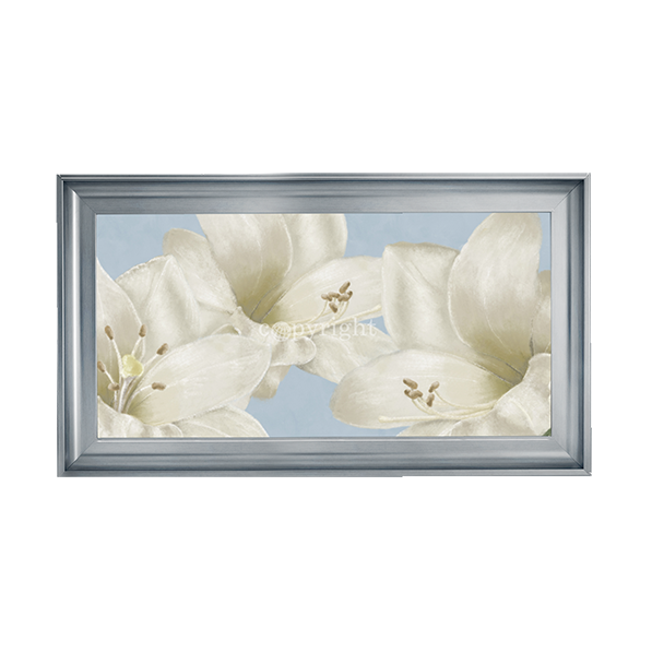 White Amaryllis III