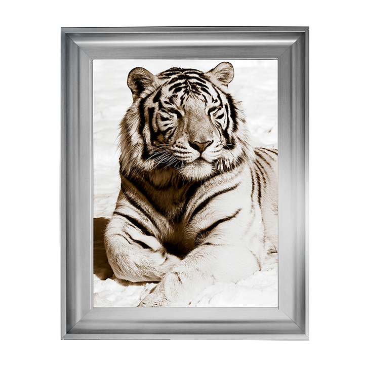 AN043 African Animals Series - Tiger A