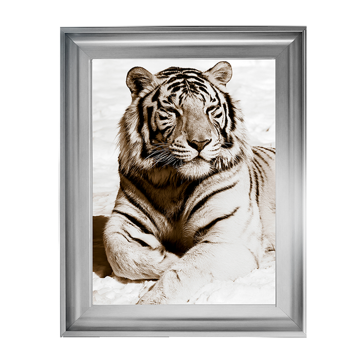 AN043 African Animals Series - Tiger A