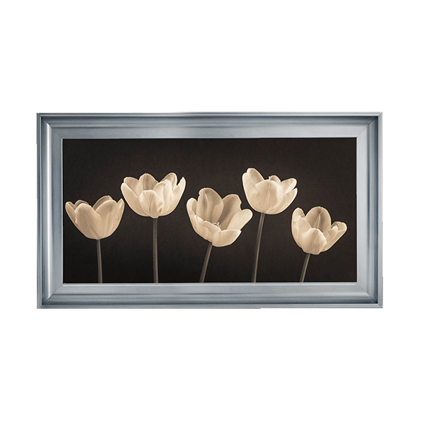Five Tulips in a row