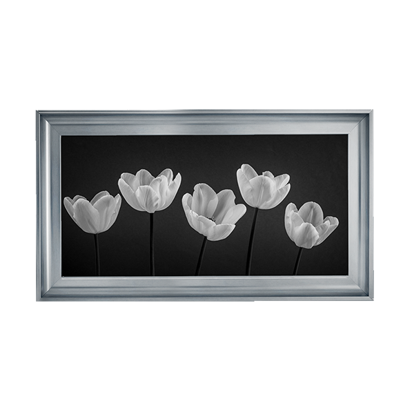 Five Tulips in a row