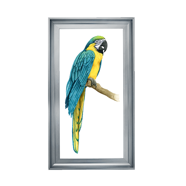 Teal Macaw I
