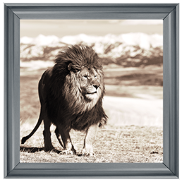 AN046 African Animals Series - Lion A