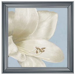 FL017 White amaryllis I